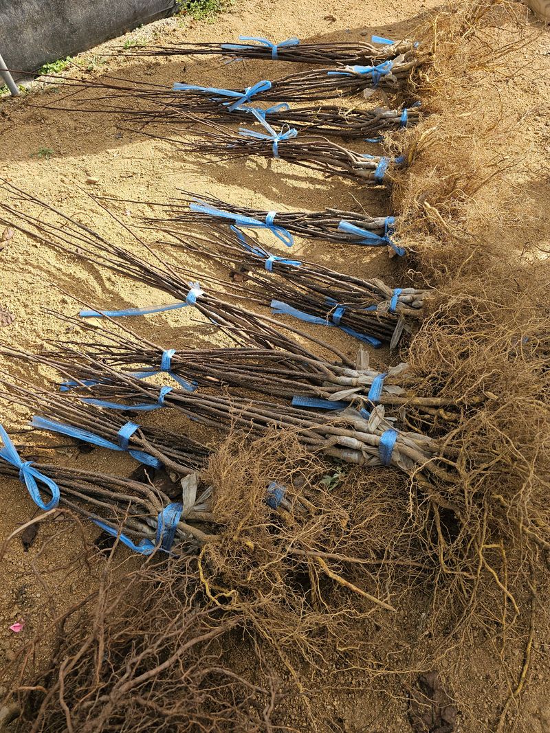 뿌리묘목농원님의 장터 판매 상품 [가시없는  초피 제피나무 접목1년생 ] 첨부 사진