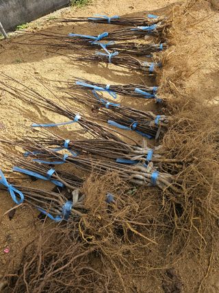 뿌리묘목농원님의 작성글 사진