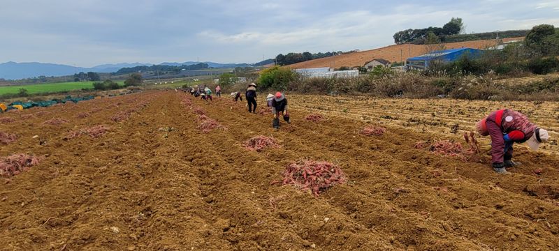 사랑꽃농장님의 장터 판매 상품 [두세입  꿀 고구마10kg28.000] 첨부 사진