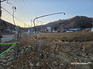 황둔얼렁뚱땅체리농부님의 자유주제 · 자유게시판 작성글 사진