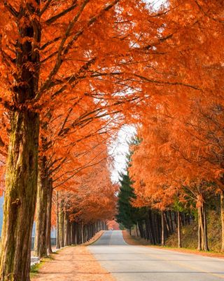 인동초재옥님의 작성글 사진