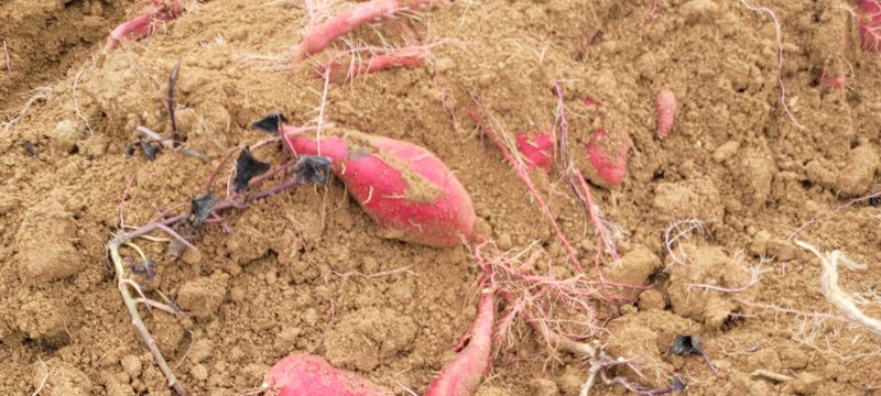 사랑꽃농장님의 장터 판매 상품 [두세입  꿀 고구마10kg28.000] 첨부 사진