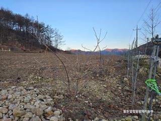 황둔얼렁뚱땅체리농부님의 자유주제 · 자유게시판 작성글 사진