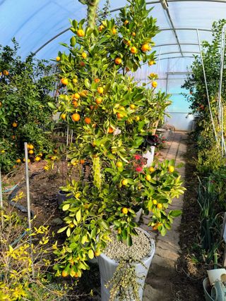 천등산미래양봉농원님의 자유주제 · 자유게시판 작성글 사진