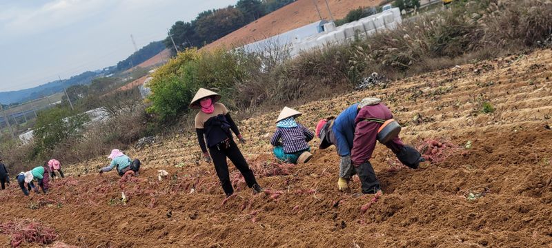 사랑꽃농장님의 장터 판매 상품 [두세입  꿀 고구마10kg28.000] 첨부 사진