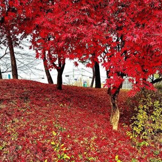 안길원님의 자유주제 · 자유게시판 작성글 사진