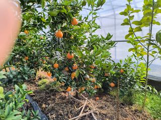 천등산미래양봉농원님의 자유주제 · 자유게시판 작성글 사진