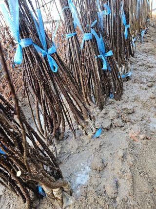 뿌리묘목농원님의 작성글 사진