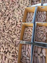 팜모닝 기타작물·영농일지 게시글 이미지