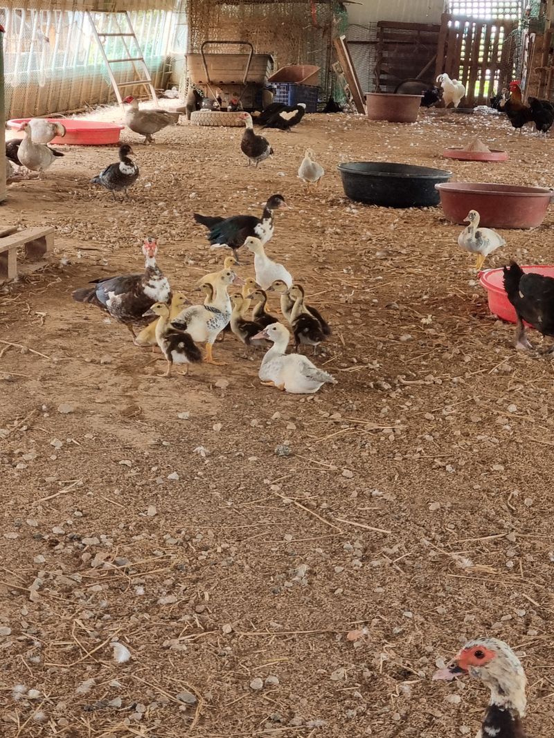 장터 상품 [머스코 기러기 완판] 썸네일