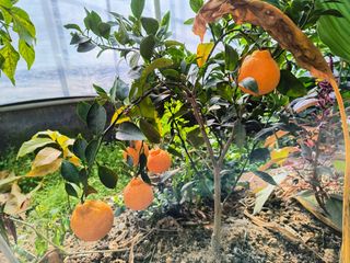 천등산미래양봉농원님의 자유주제 · 자유게시판 작성글 사진