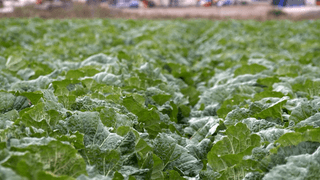 누보농장님의 자유주제 · 자유게시판 작성글 사진