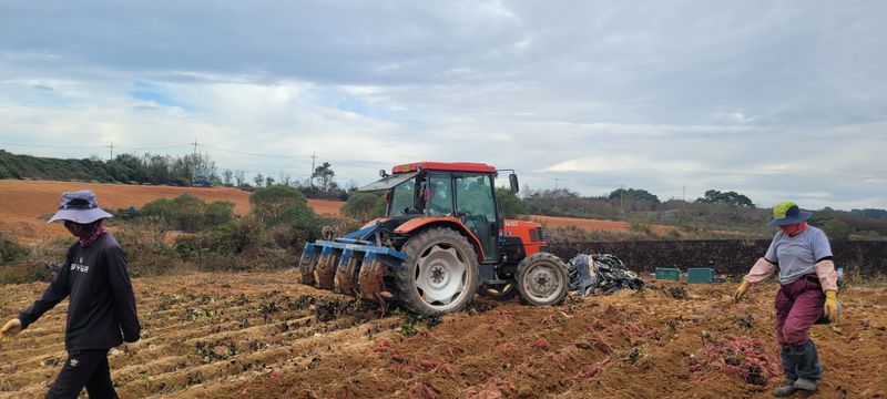 사랑꽃농장님의 장터 판매 상품 [두세입  꿀 고구마10kg28.000] 첨부 사진