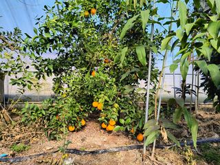 천등산미래양봉농원님의 자유주제 · 자유게시판 작성글 사진