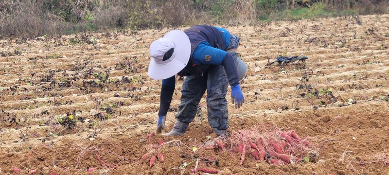 사랑꽃농장님의 장터 판매 상품 [두세입  꿀 고구마10kg28.000] 첨부 사진
