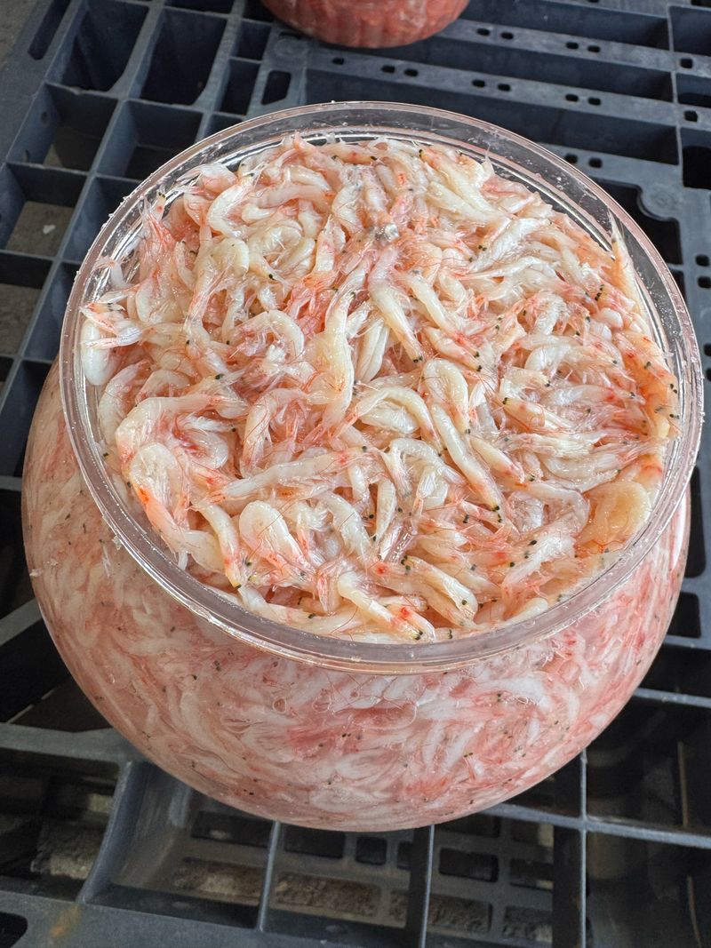 강재선님의 장터 판매 상품 [국산 햇흰새우젓5kg] 첨부 사진