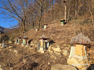 황둔얼렁뚱땅체리농부님의 자유주제 · 자유게시판 작성글 사진