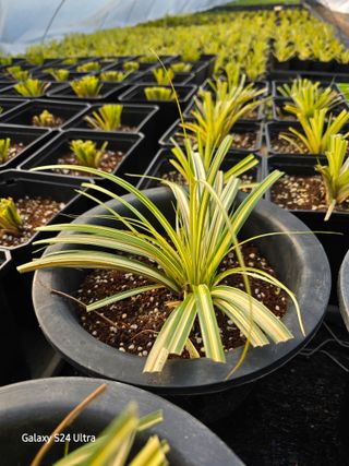 약초원 김종군님의 자유주제 · 자유게시판 작성글 사진