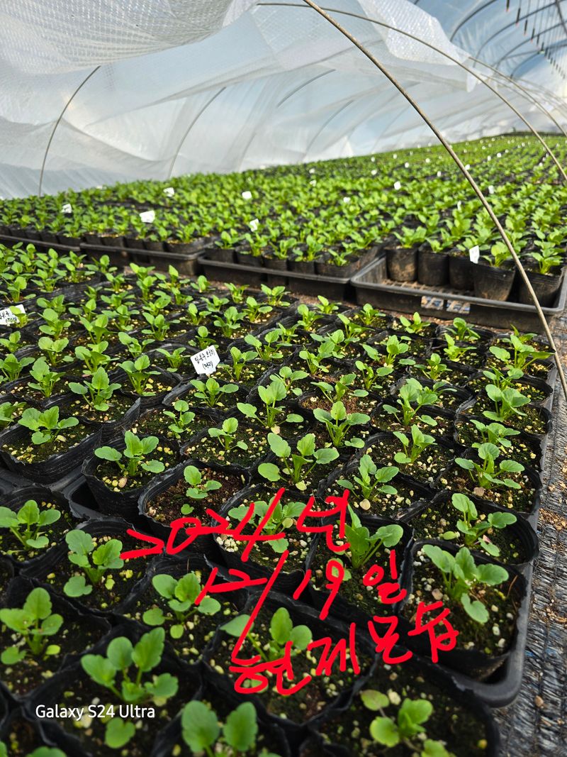 약초원 김종군님의 장터 판매 상품 [품절 품절 품절 2025년 봄꽃축제용 비올라꽃6종] 첨부 사진