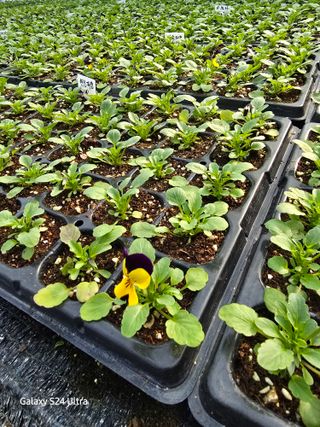 약초원 김종군님의 자유주제 · 자유게시판 작성글 사진