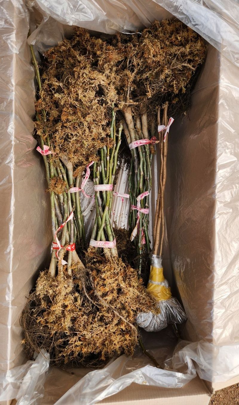 장터 상품 [왜성호두묘목] 썸네일