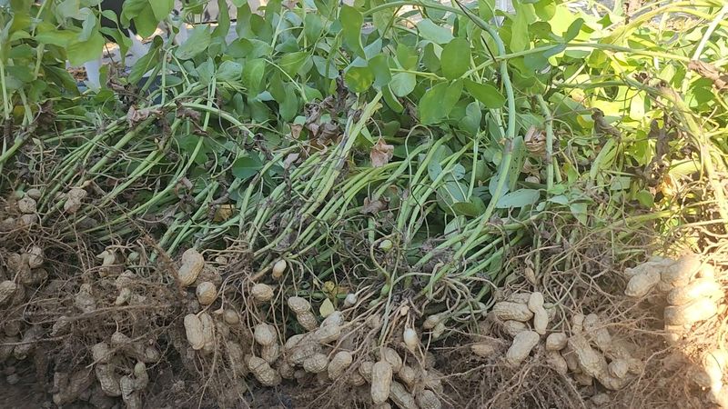 약초를사랑한짱아줌마님의 장터 판매 상품 [국산 토종 흰알땅콩 1kg(껍질없음)] 첨부 사진