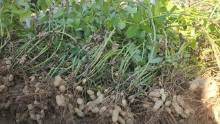 약초를사랑한짱아줌마님의 작성글 사진