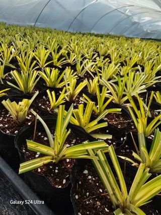 약초원 김종군님의 자유주제 · 자유게시판 작성글 사진