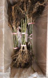 팜모닝 · 게시글 이미지