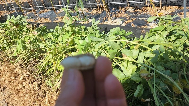 약초를사랑한짱아줌마님의 장터 판매 상품 [국산 토종 흰알땅콩 1kg(껍질없음)] 첨부 사진