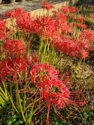 산들농장님의 작성글 사진