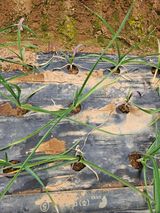 팜모닝 농사, 무엇이든 물어보세요!·참여글 게시글 이미지