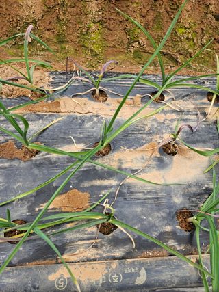 사이공박님의 농사, 무엇이든 물어보세요! · 참여글 작성글 사진