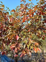 팜모닝 동지 액운타파, 좋아하는 팥 음식을 알려주세요!·참여글 게시글 이미지