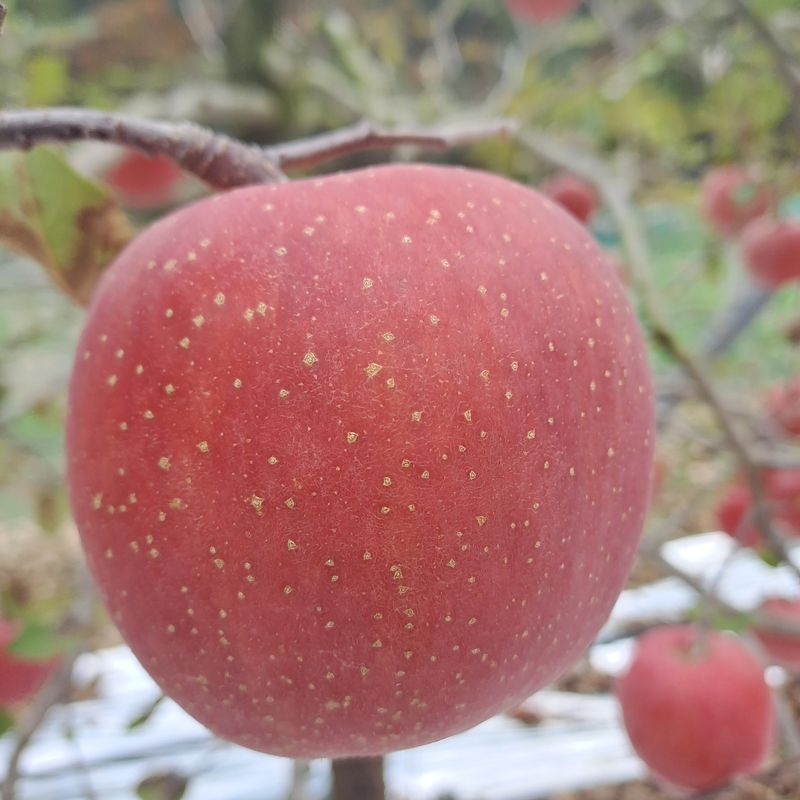 장터 상품 [고랭지평창사과] 썸네일