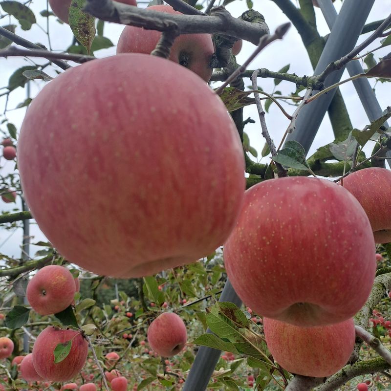 최정근님의 장터 판매 상품 [부사사과] 첨부 사진