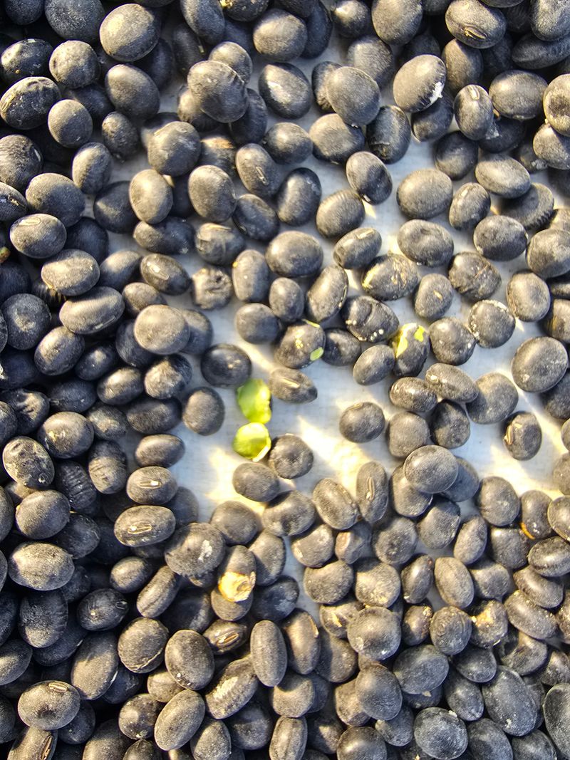 서울농부님의 장터 판매 상품 [속청 햇서리태] 첨부 사진