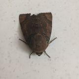 팜모닝 자유주제·자유게시판 게시글 이미지