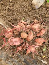 팜모닝 동지 액운타파, 좋아하는 팥 음식을 알려주세요!·참여글 게시글 이미지