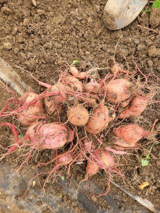낙엽교목류17889님의 동지 액운타파, 좋아하는 팥 음식을 알려주세요! · 참여글 작성글 사진