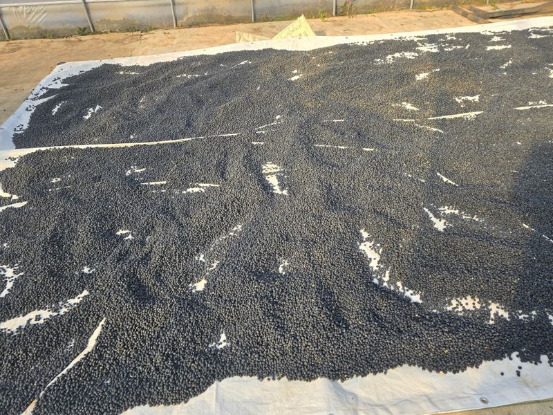 장터 상품 [속청 햇서리태] 썸네일