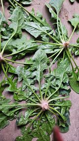 팜모닝 농사, 무엇이든 물어보세요!·참여글 게시글 이미지