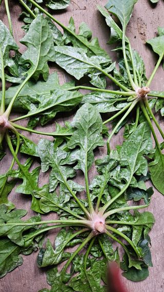 강옥만님의 농사, 무엇이든 물어보세요! · 참여글 작성글 사진