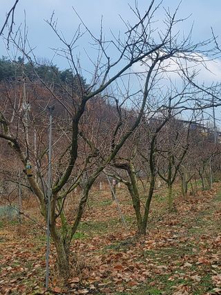 복주농장님의 자유주제 · 자유게시판 작성글 사진