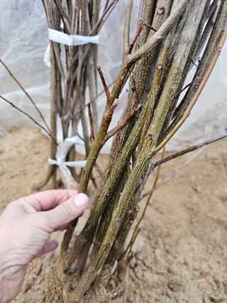 뿌리묘목농원님의 작성글 사진