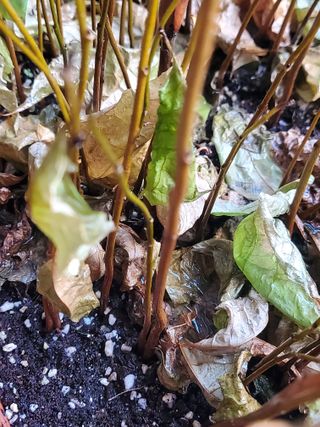 복주농장님의 자유주제 · 자유게시판 작성글 사진