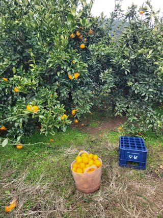 서귀포달코롬감귤농원님의 자유주제 · 자유게시판 작성글 사진