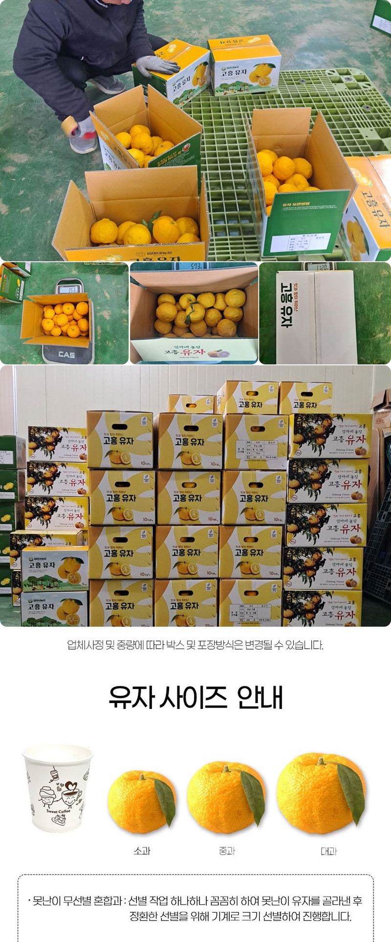 초록미소 금호농장님의 장터 판매 상품 [[풍절] 2025년 햇 고흥유자 생과유자 생유자 판매합니다.] 첨부 사진