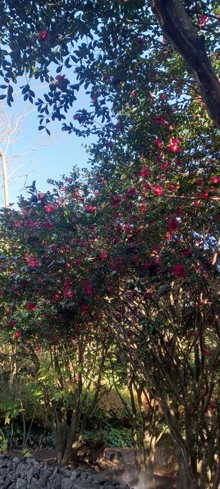 강성분님의 여행을 간다면 어디로 가고 싶으세요? · 참여글 작성글 사진