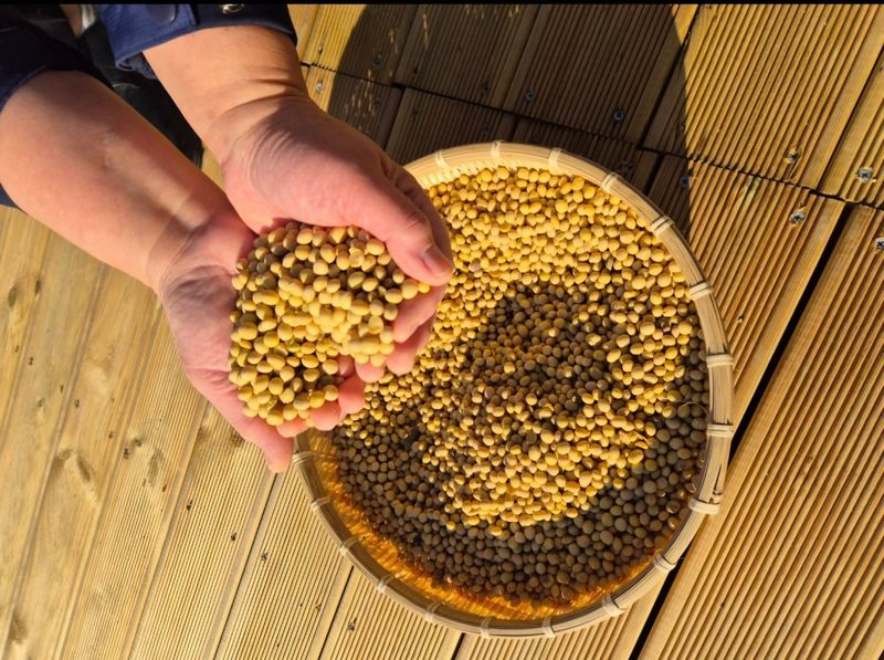 장터 상품 [친환경 선풍콩] 썸네일